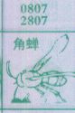 角蝉